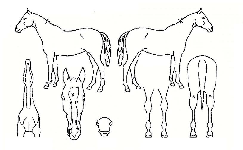 ��ǳ�� ����,���,�޸�,�λ�,�ٸ��� Ư¡����