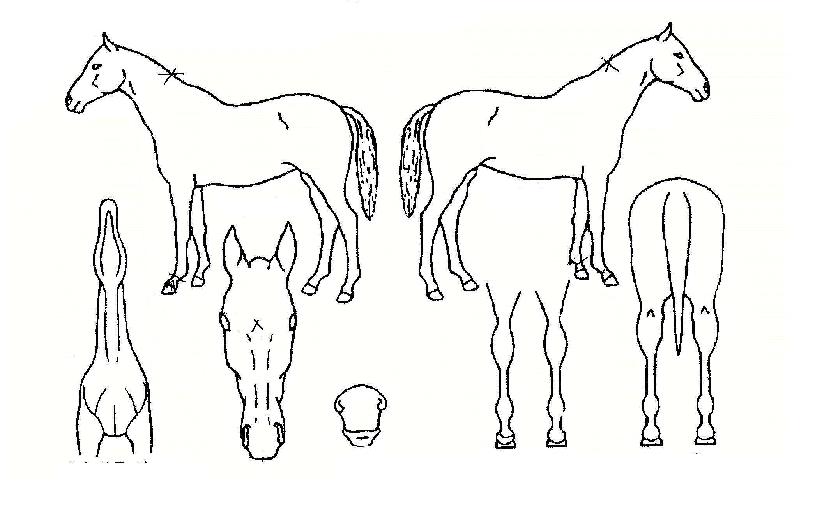 Ä¿ÇÇ¿§¿¡ÀÕÀÚ¸¶ÀÇ Ãø¸é,¿ì¸é,µÞ¸é,µÎ»ó,´Ù¸®ÀÇ Æ¯Â¡µµÇØ