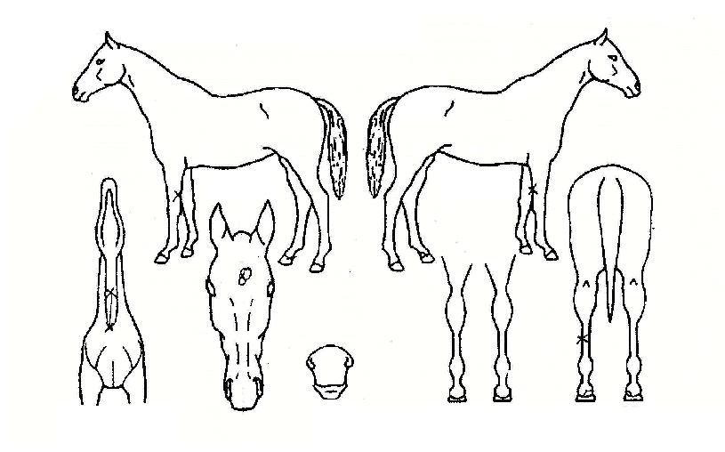 ����ĭ�� ����,���,�޸�,�λ�,�ٸ��� Ư¡����