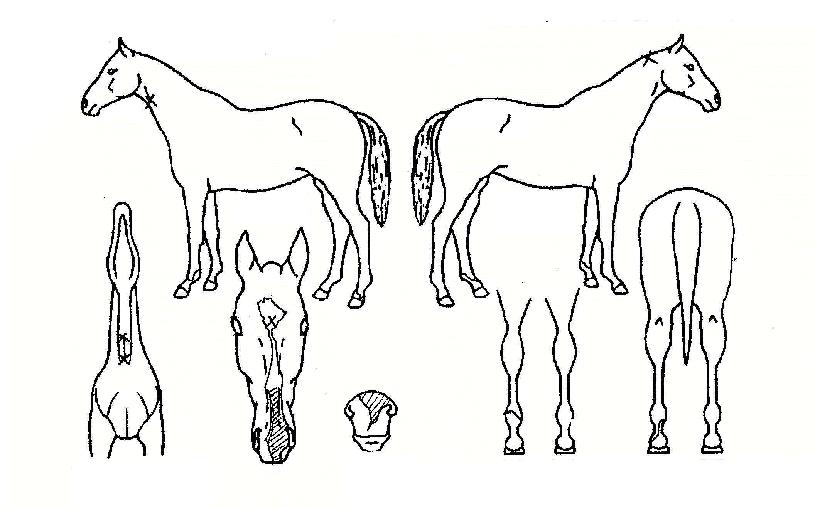 ¿ì¸®È£ÇÁÀÇ Ãø¸é,¿ì¸é,µÞ¸é,µÎ»ó,´Ù¸®ÀÇ Æ¯Â¡µµÇØ