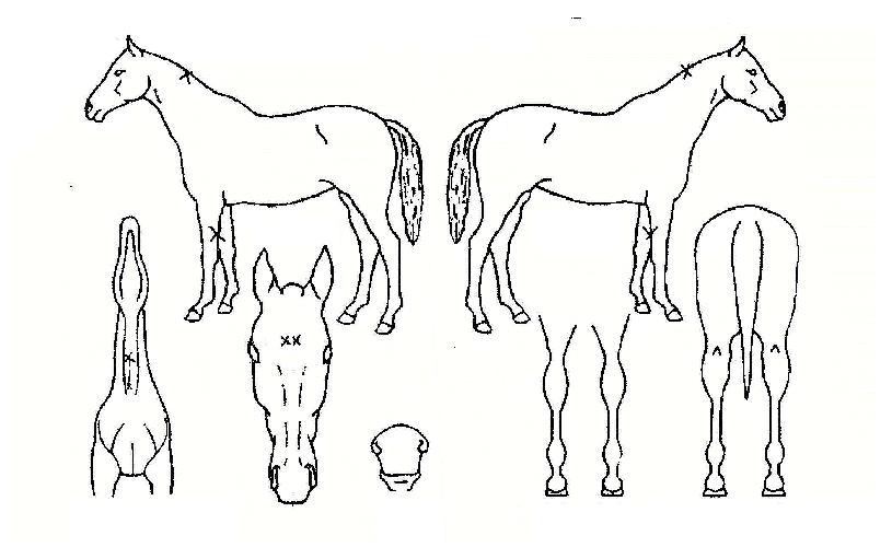 ·°Å°·£¼¶ÀÇ Ãø¸é,¿ì¸é,µÞ¸é,µÎ»ó,´Ù¸®ÀÇ Æ¯Â¡µµÇØ