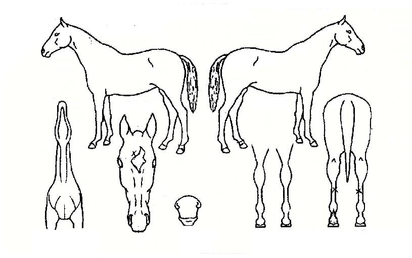 ��ε������� ����,���,�޸�,�λ�,�ٸ��� Ư¡����