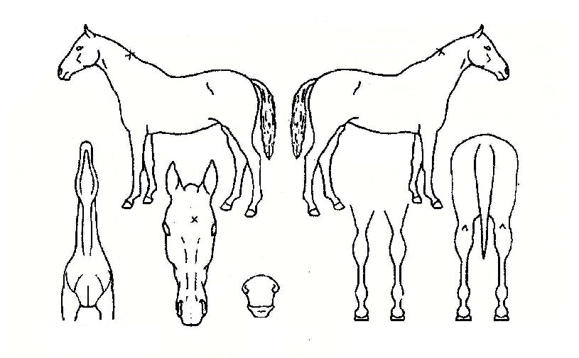 �߽��� ����,���,�޸�,�λ�,�ٸ��� Ư¡����