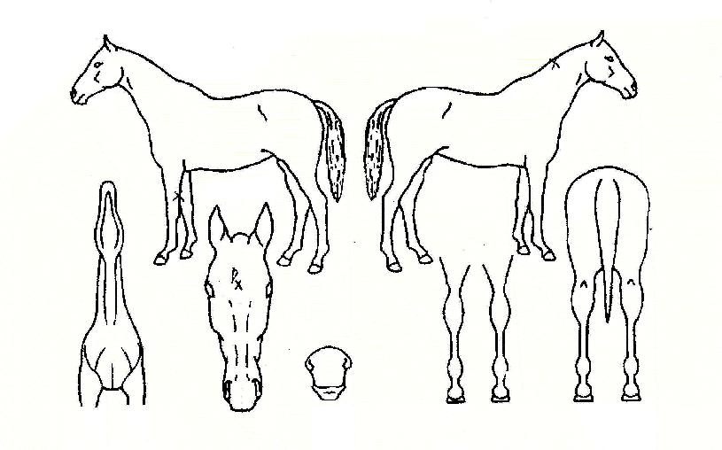 ¸¶ÀÌÆ¼°ÉÀÇ Ãø¸é,¿ì¸é,µÞ¸é,µÎ»ó,´Ù¸®ÀÇ Æ¯Â¡µµÇØ