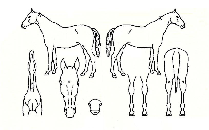 ���̷��� ����,���,�޸�,�λ�,�ٸ��� Ư¡����