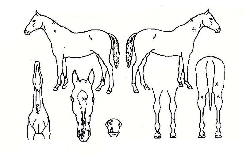 ±âºÐÁÁÀº¼±ÅÃÀÇ Ãø¸é,¿ì¸é,µÞ¸é,µÎ»ó,´Ù¸®ÀÇ Æ¯Â¡µµÇØ