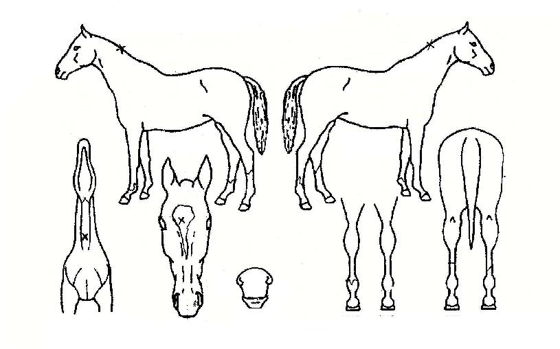 ��ö���� ����,���,�޸�,�λ�,�ٸ��� Ư¡����