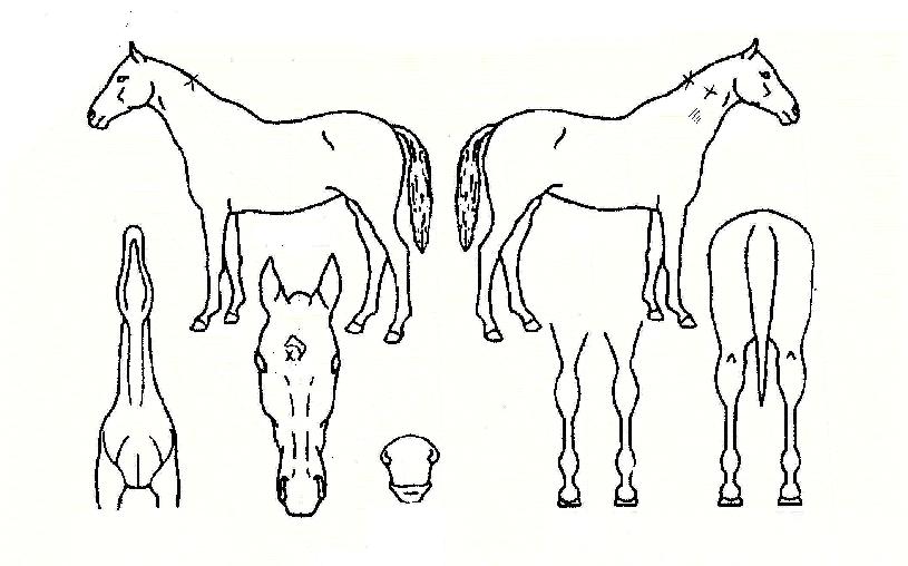 Â÷¼¼´ëÀ¯¸ÁÁÖÀÇ Ãø¸é,¿ì¸é,µÞ¸é,µÎ»ó,´Ù¸®ÀÇ Æ¯Â¡µµÇØ