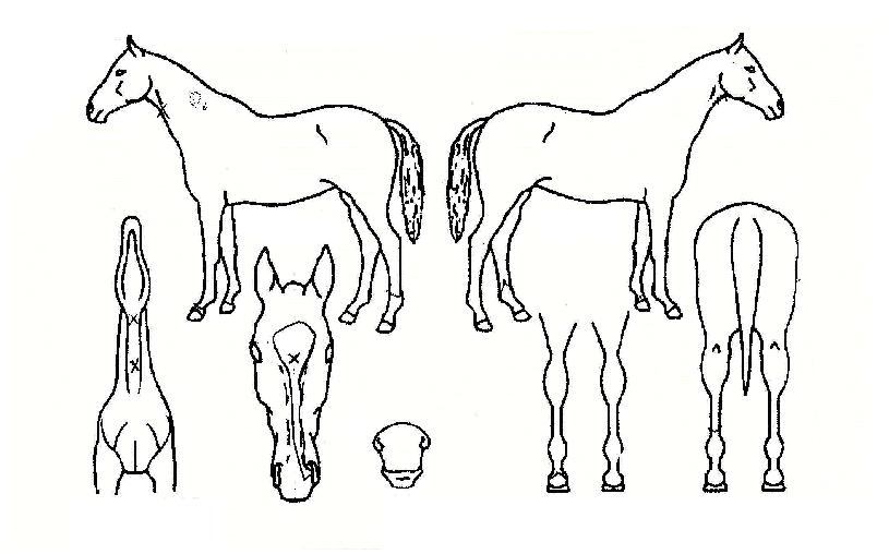 È£ÇÁ¿ö¸®¾îÀÇ Ãø¸é,¿ì¸é,µÞ¸é,µÎ»ó,´Ù¸®ÀÇ Æ¯Â¡µµÇØ