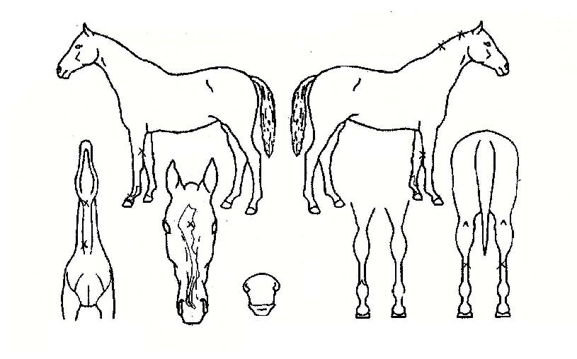 »õº®º°ÀÇ Ãø¸é,¿ì¸é,µÞ¸é,µÎ»ó,´Ù¸®ÀÇ Æ¯Â¡µµÇØ