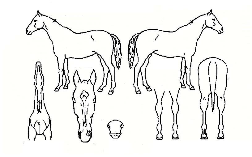 Èñ¸Á°¡ÀÇ Ãø¸é,¿ì¸é,µÞ¸é,µÎ»ó,´Ù¸®ÀÇ Æ¯Â¡µµÇØ