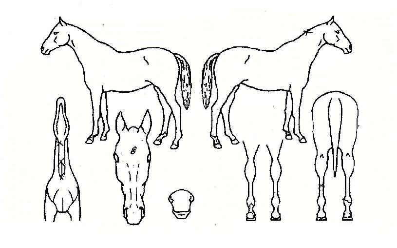 �ٶ������� ����,���,�޸�,�λ�,�ٸ��� Ư¡����