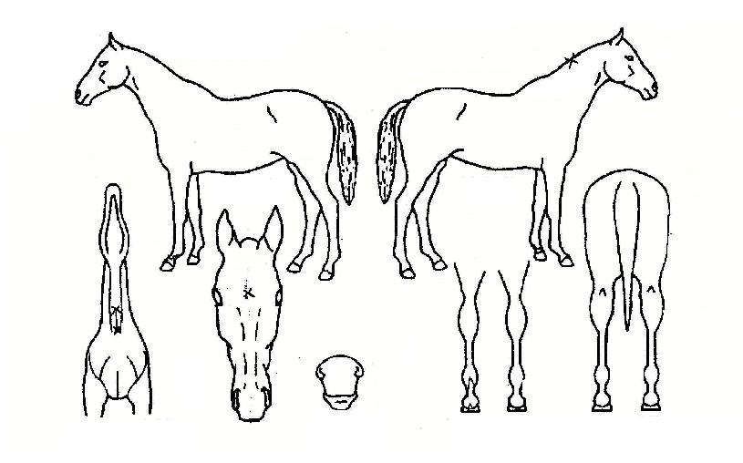 �������� ����,���,�޸�,�λ�,�ٸ��� Ư¡����