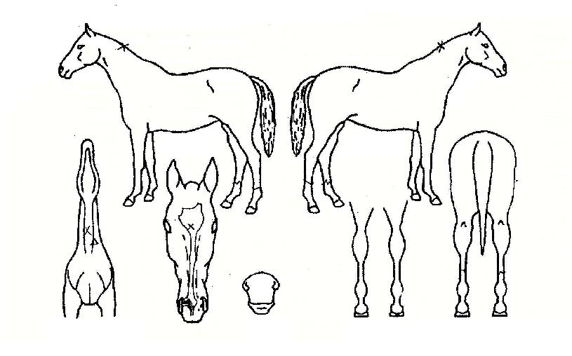 ¿À¸®ÁøÀÇ Ãø¸é,¿ì¸é,µÞ¸é,µÎ»ó,´Ù¸®ÀÇ Æ¯Â¡µµÇØ
