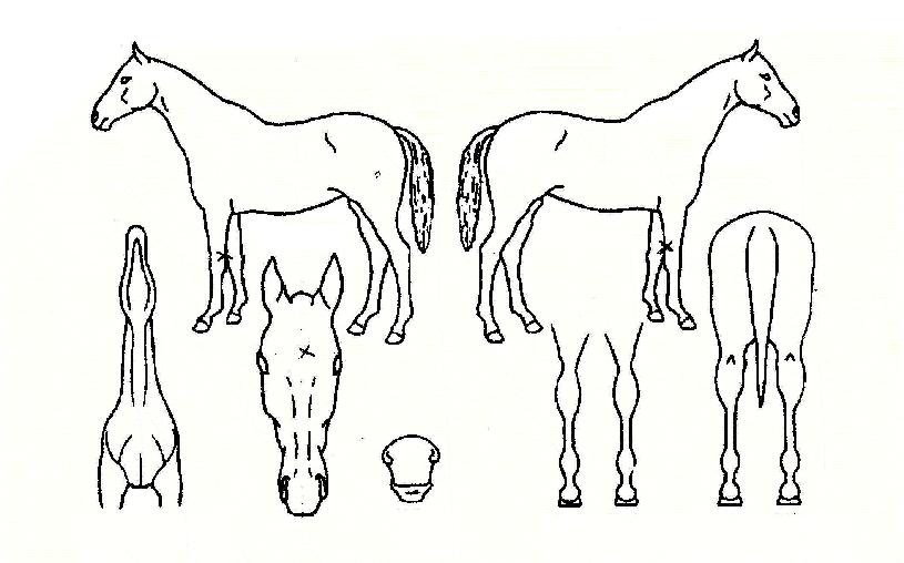 è���帲�� ����,���,�޸�,�λ�,�ٸ��� Ư¡����