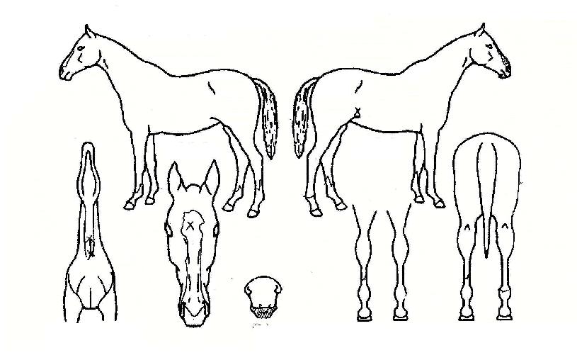 �������� ����,���,�޸�,�λ�,�ٸ��� Ư¡����