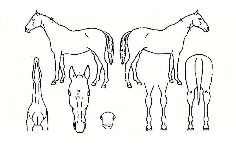 ���Ѿ˸��� ����,���,�޸�,�λ�,�ٸ��� Ư¡����