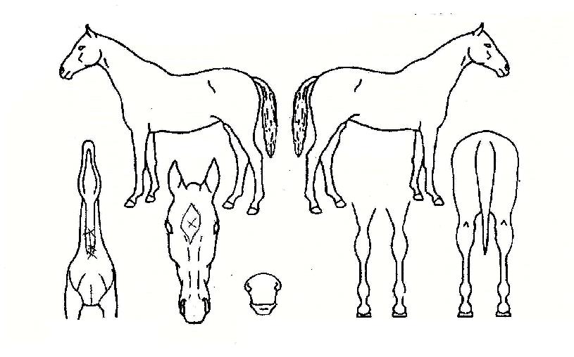 ÆÄÀÌ¾îÆø½ºÀÇ Ãø¸é,¿ì¸é,µÞ¸é,µÎ»ó,´Ù¸®ÀÇ Æ¯Â¡µµÇØ