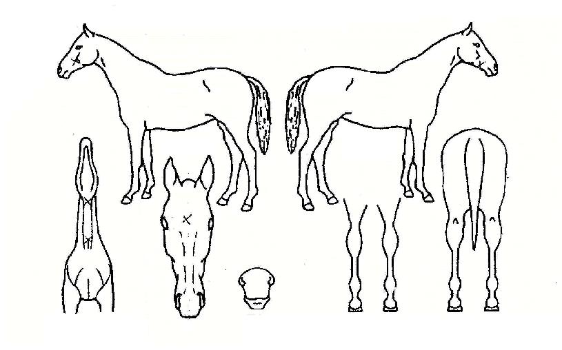 ±â¸·Èù½ÂºÎÀÇ Ãø¸é,¿ì¸é,µÞ¸é,µÎ»ó,´Ù¸®ÀÇ Æ¯Â¡µµÇØ