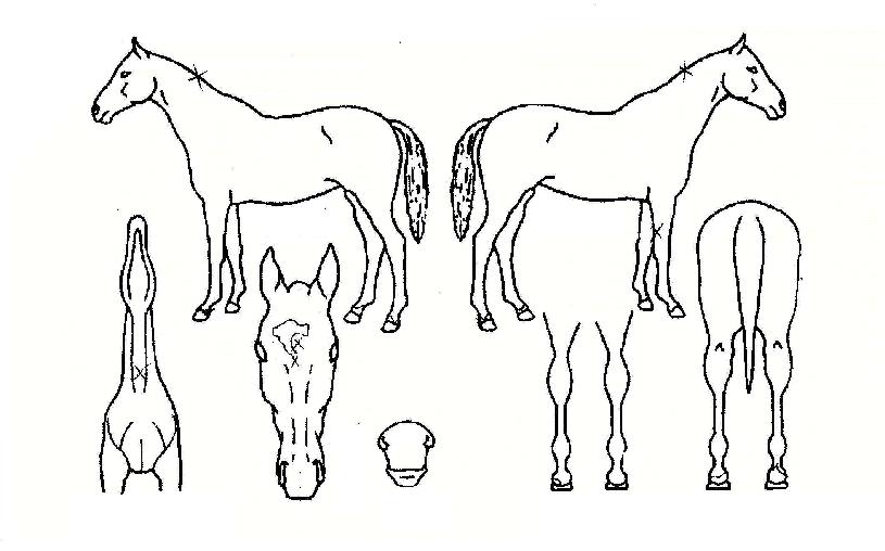 ���۰��� ����,���,�޸�,�λ�,�ٸ��� Ư¡����