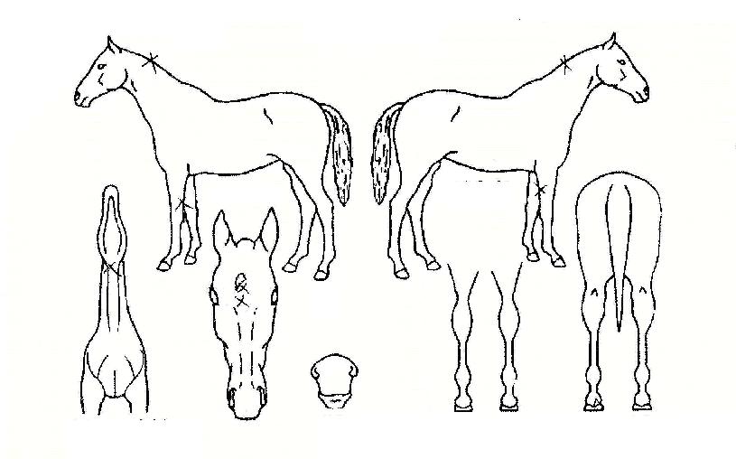 º¹·ÂÀÇ Ãø¸é,¿ì¸é,µÞ¸é,µÎ»ó,´Ù¸®ÀÇ Æ¯Â¡µµÇØ