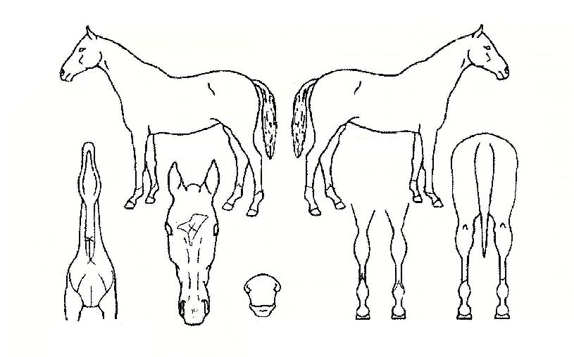 ����Ʈ�� ����,���,�޸�,�λ�,�ٸ��� Ư¡����