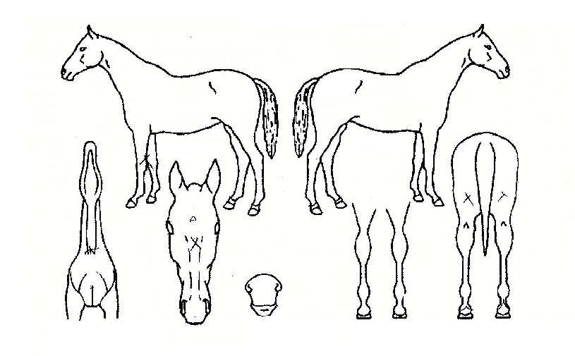 ���������� ����,���,�޸�,�λ�,�ٸ��� Ư¡����