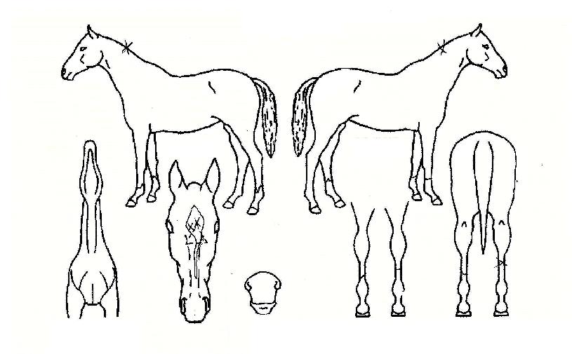 ±Ý°Á¦ÀÏÀÇ Ãø¸é,¿ì¸é,µÞ¸é,µÎ»ó,´Ù¸®ÀÇ Æ¯Â¡µµÇØ