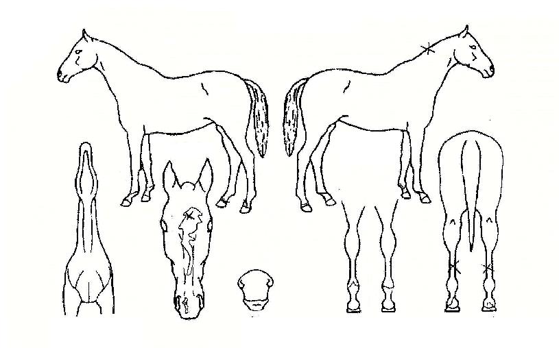 À̱⸮ÀÇ Ãø¸é,¿ì¸é,µÞ¸é,µÎ»ó,´Ù¸®ÀÇ Æ¯Â¡µµÇØ