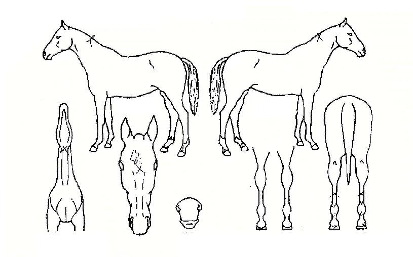 ¿ø´õÇÏÆ®ÀÇ Ãø¸é,¿ì¸é,µÞ¸é,µÎ»ó,´Ù¸®ÀÇ Æ¯Â¡µµÇØ