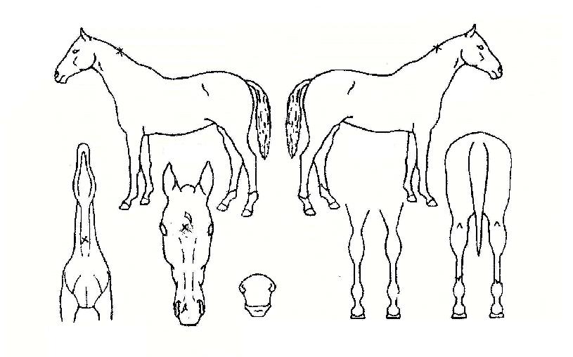 �����÷����� ����,���,�޸�,�λ�,�ٸ��� Ư¡����