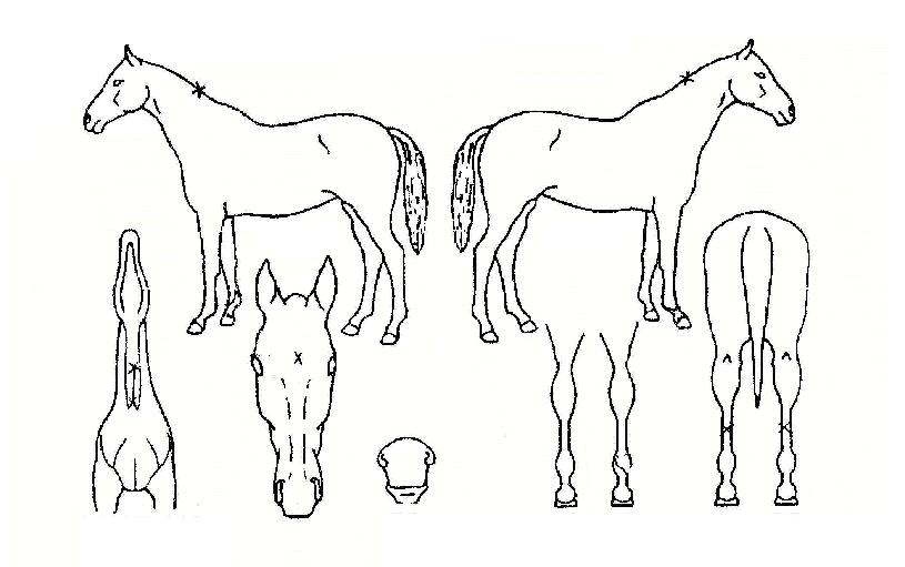 ��չ��� ����,���,�޸�,�λ�,�ٸ��� Ư¡����