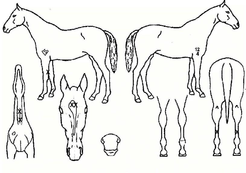 Ȳ�ݵ����� ����,���,�޸�,�λ�,�ٸ��� Ư¡����