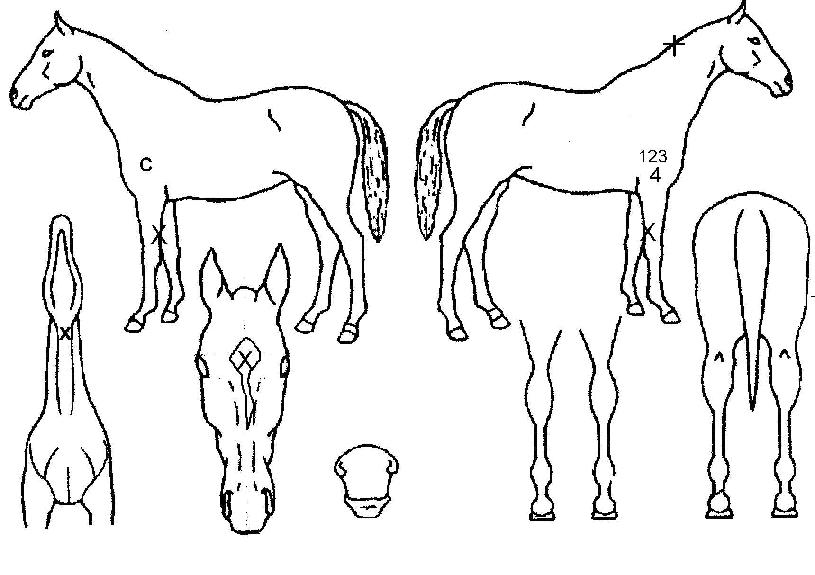 ���̼����� ����,���,�޸�,�λ�,�ٸ��� Ư¡����