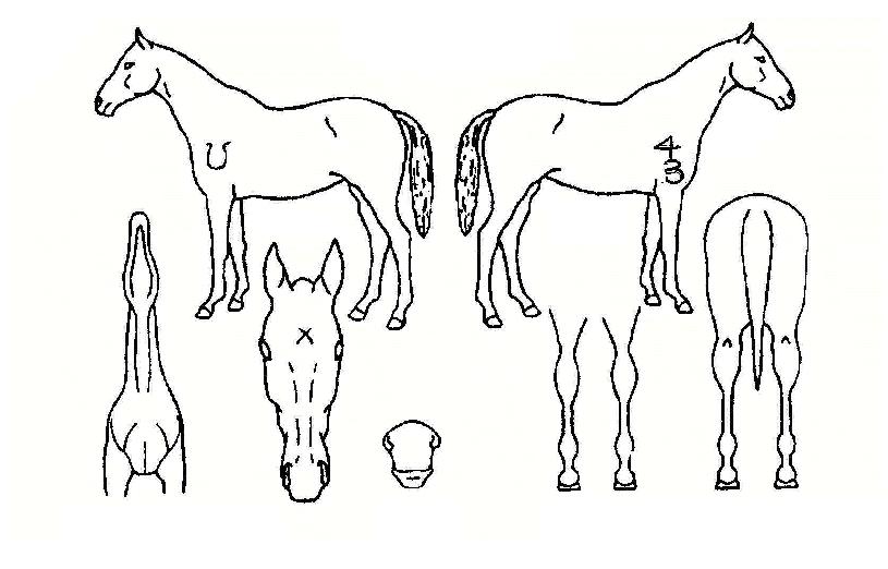 ¹Ì½ºÅÍÆÛÆåÆ®ÀÇ Ãø¸é,¿ì¸é,µÞ¸é,µÎ»ó,´Ù¸®ÀÇ Æ¯Â¡µµÇØ