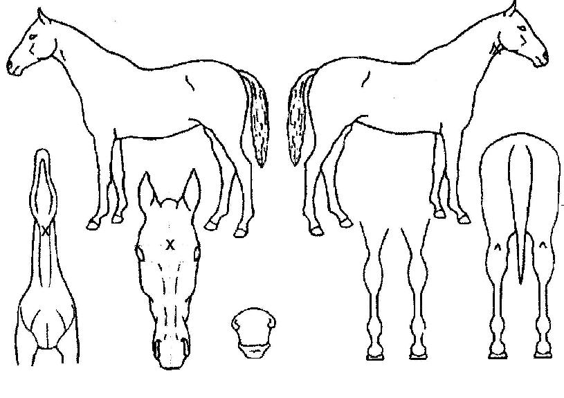 ������̾Ƹ�己�� ����,���,�޸�,�λ�,�ٸ��� Ư¡����