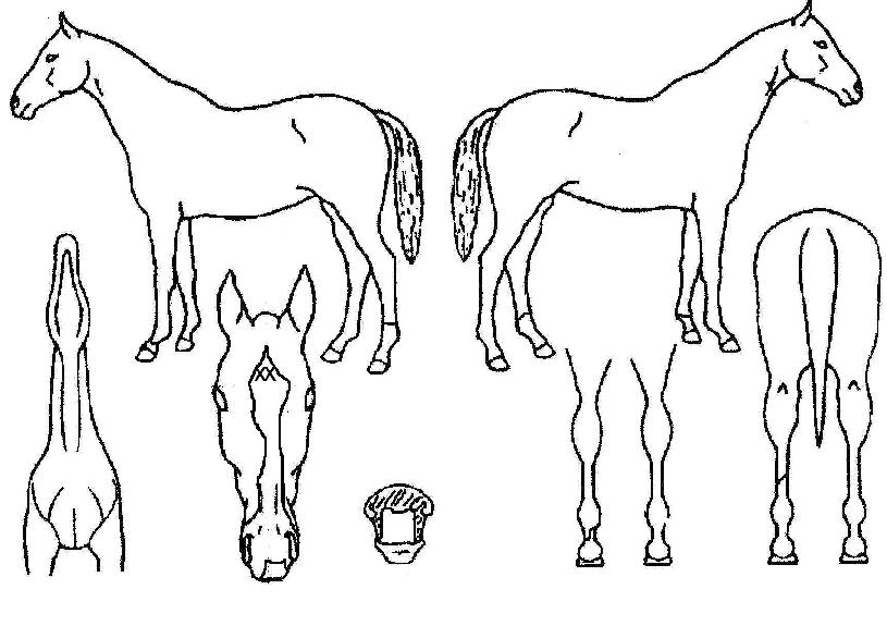 �޴�ü���� ����,���,�޸�,�λ�,�ٸ��� Ư¡����