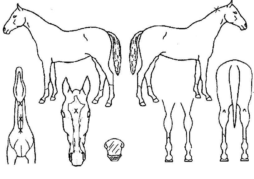 ´õºñŰÆÛÀÇ Ãø¸é,¿ì¸é,µÞ¸é,µÎ»ó,´Ù¸®ÀÇ Æ¯Â¡µµÇØ