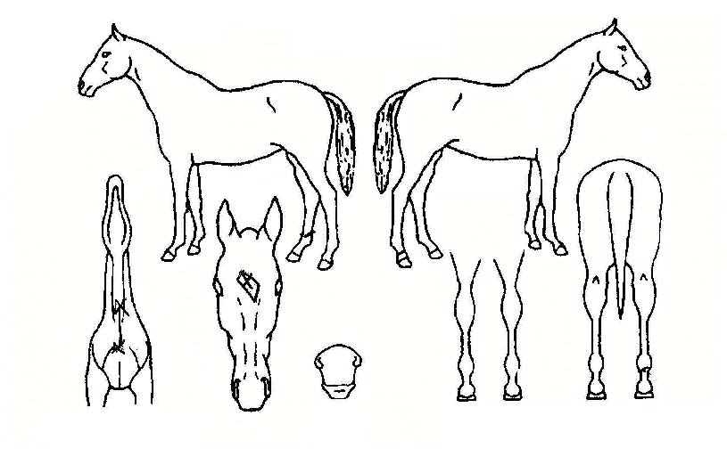 �Ƴʵ����� ����,���,�޸�,�λ�,�ٸ��� Ư¡����