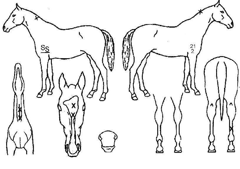 �ֺ��� ����,���,�޸�,�λ�,�ٸ��� Ư¡����