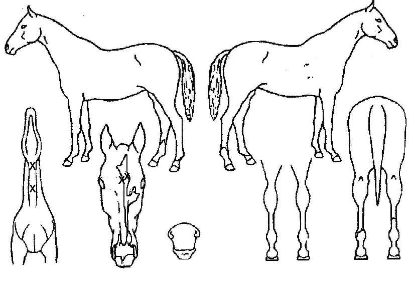 ºñÄ«·¯ºêÀÇ Ãø¸é,¿ì¸é,µÞ¸é,µÎ»ó,´Ù¸®ÀÇ Æ¯Â¡µµÇØ