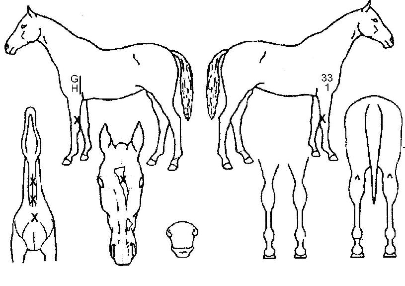 ´ÙÅ©Æ÷¸®½ºÆ®ÀÇ Ãø¸é,¿ì¸é,µÞ¸é,µÎ»ó,´Ù¸®ÀÇ Æ¯Â¡µµÇØ