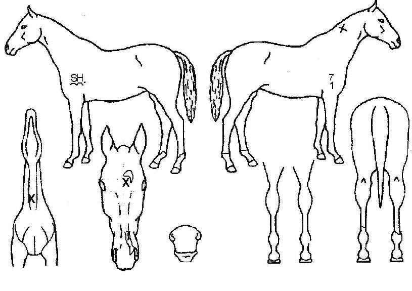 ·¯ºù¸Þ¸ð¸®ÁîÀÇ Ãø¸é,¿ì¸é,µÞ¸é,µÎ»ó,´Ù¸®ÀÇ Æ¯Â¡µµÇØ