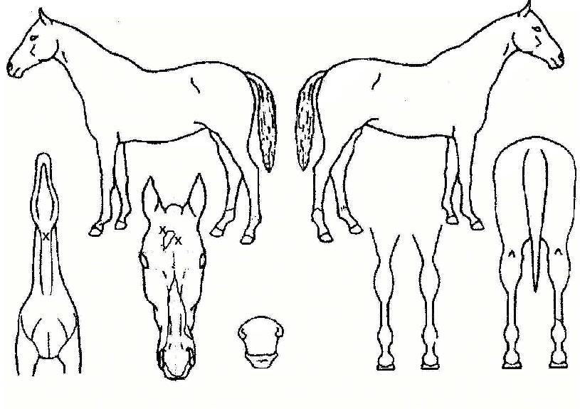 À̸¶ÆÄÀ̾îÅ©·¡Ä¿ÀÇ Ãø¸é,¿ì¸é,µÞ¸é,µÎ»ó,´Ù¸®ÀÇ Æ¯Â¡µµÇØ