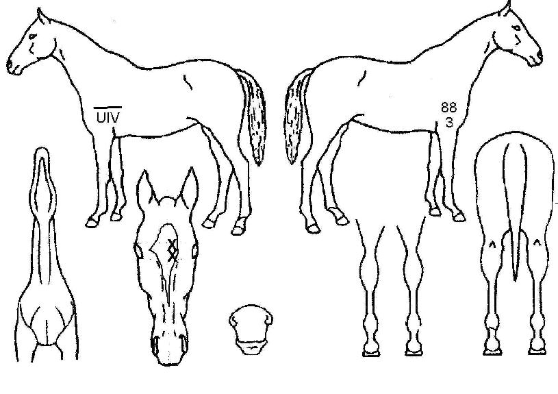 Ű�ɹ��� ����,���,�޸�,�λ�,�ٸ��� Ư¡����