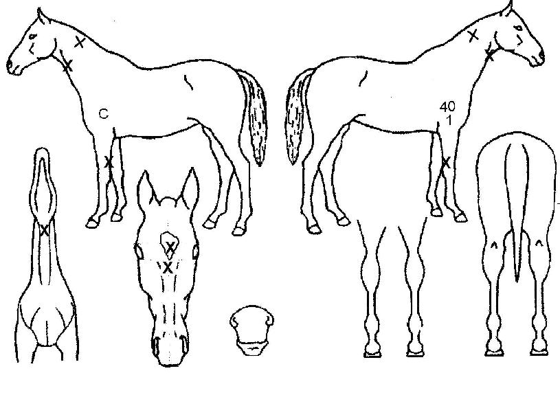 ����ī�� ����,���,�޸�,�λ�,�ٸ��� Ư¡����