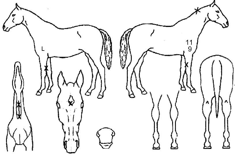 ����Ƽ���ũ�� ����,���,�޸�,�λ�,�ٸ��� Ư¡����