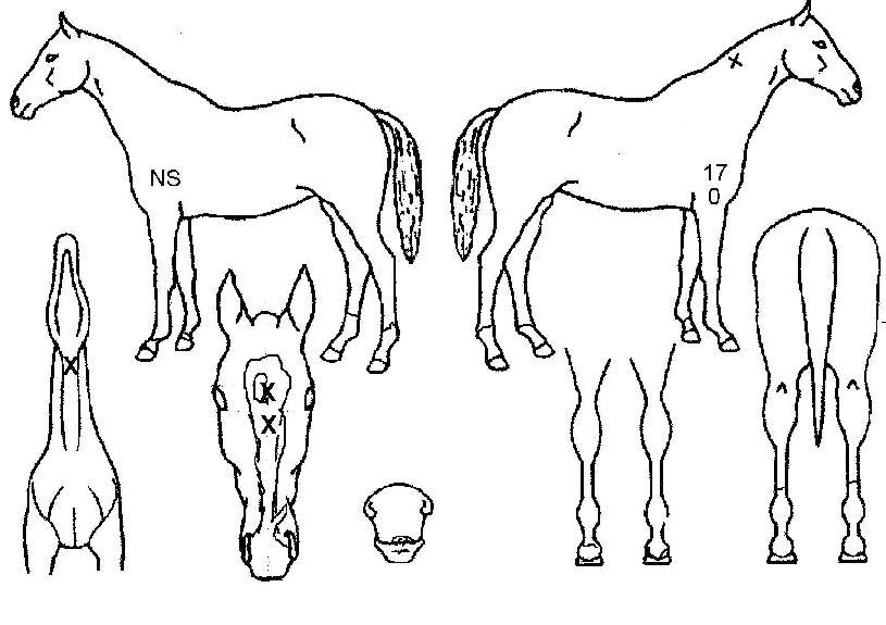 À¯´ÏÄܽºÅ¸ÀÇ Ãø¸é,¿ì¸é,µÞ¸é,µÎ»ó,´Ù¸®ÀÇ Æ¯Â¡µµÇØ