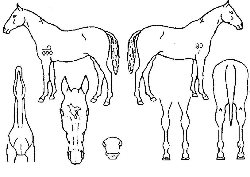 Æ®¸®Æä¾î¸®ÀÇ Ãø¸é,¿ì¸é,µÞ¸é,µÎ»ó,´Ù¸®ÀÇ Æ¯Â¡µµÇØ