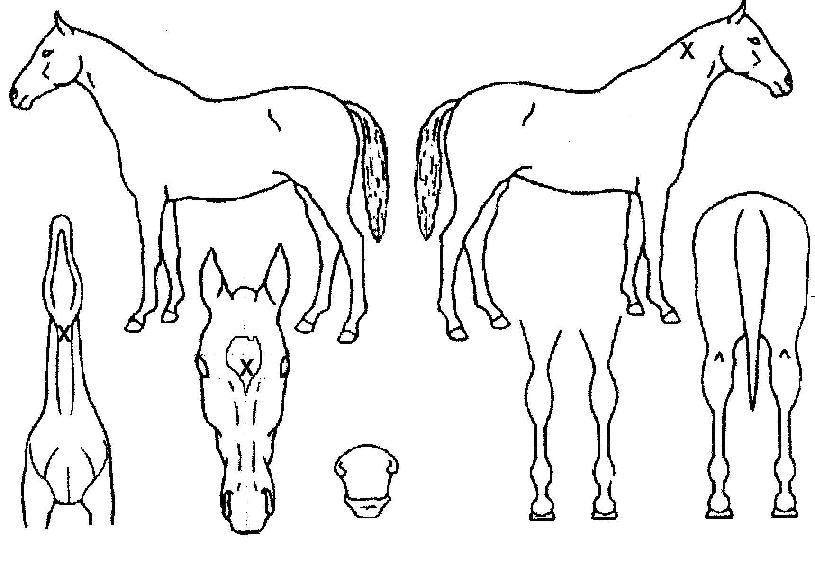 Äí·ç¹ÌÂùÀÇ Ãø¸é,¿ì¸é,µÞ¸é,µÎ»ó,´Ù¸®ÀÇ Æ¯Â¡µµÇØ